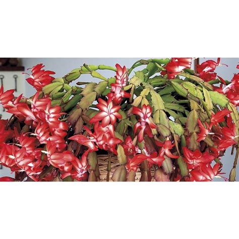 lowes christmas cactus|live christmas cactus near me.